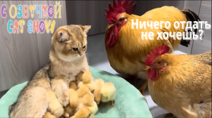 Хозяин, давай играть в Футбол! Смешные Видео Животных + Смешная Озвучка коты собаки приколы 14.01