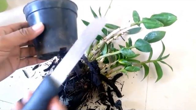 How to grow and care orchid||Dendrobium orchid care and propagation смотреть онлайн