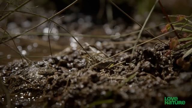 Poisonous Frog Fends Off Snake With Its Toxins смотреть онлайн