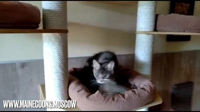 Кошка Мейн-кун голубой мрамор (а22) 3,5 месяца смотреть онлайн
