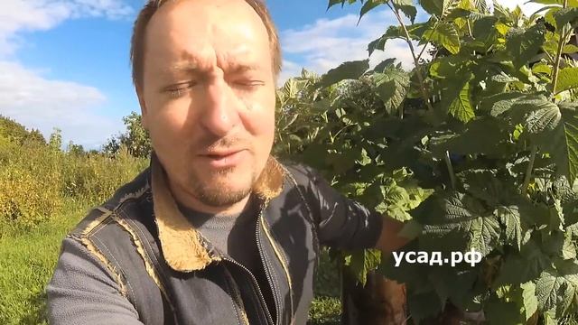 Малиновое дерево - правда или обман маркетологов? смотреть онлайн