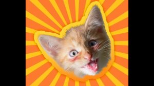 Ужасающие разоблачение Симбочки Пимпочки!