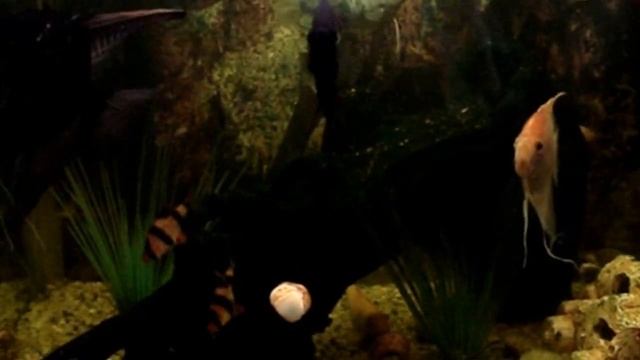 ?Кусочек океана... Аквариумная жизнь / Peace of the Ocean... aquarium life смотреть онлайн