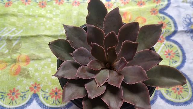 Echeveria Leopoldina