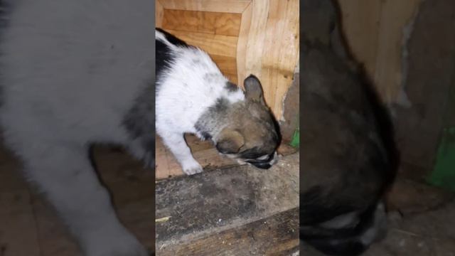 🆘️БОЛЬШЕ 60 ЖИЗНЕЙ ЗАВТРА БУДУТ ГОЛОДАТЬ😢‼️помощь +7 925 536-68-50‼️ смотреть онлайн