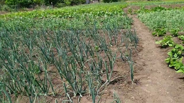 Собираем клубнику. Планы на осень. Ракушки. Летающий змей. смотреть онлайн