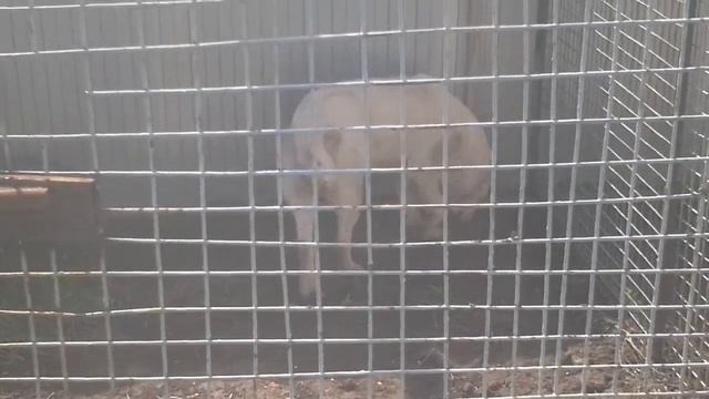 Вольер для САО смотреть онлайн