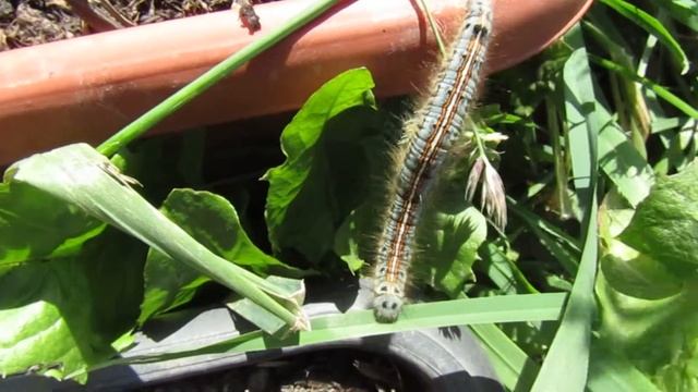 Гусеница коконопряда кольчатого смотреть онлайн