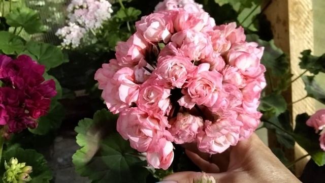 #168.Жара? Нет,не слышали! Не знаем!Шикарное цветение пеларгонии! смотреть онлайн