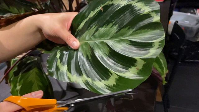 Indoor Plant Care TIPS & Spring Routine смотреть онлайн