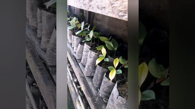 How To Grow Mangosteen / Edibles From Seeds.Easy To Grow In India/Pakistan смотреть онлайн