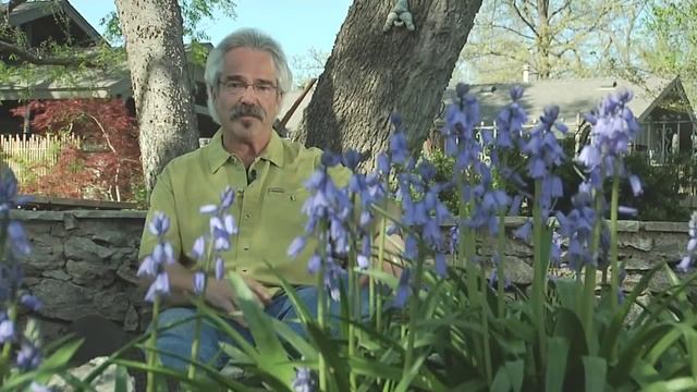 GGTV: Paul's Plant Pick - Hyacinthoides Hispanica @ gardenerguy.com смотреть онлайн