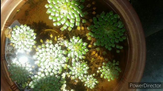 Water Mosaic in my terrace garden смотреть онлайн