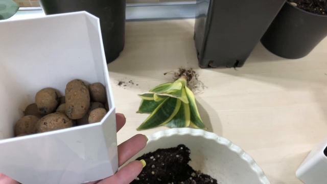КАК ЗАСТАВИТЬ САНСЕВИЕРИЮ ДАВАТЬ ДЕТОК / Результаты жестокого способа размножения￼ смотреть онлайн