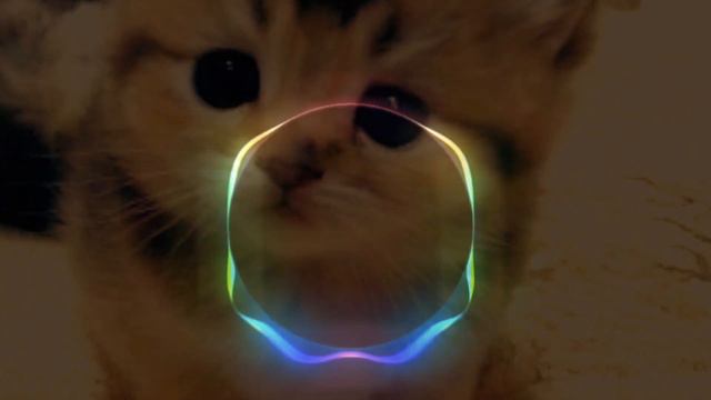 Never Dull Music Paws Dance Challenge смотреть онлайн