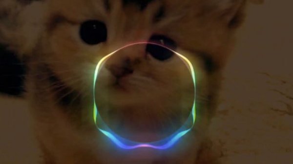 Never Dull Music Paws Dance Challenge