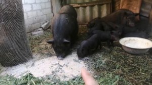 Вьетнамские поросята. Какой вес в 1 месяц? И соит ли их держать