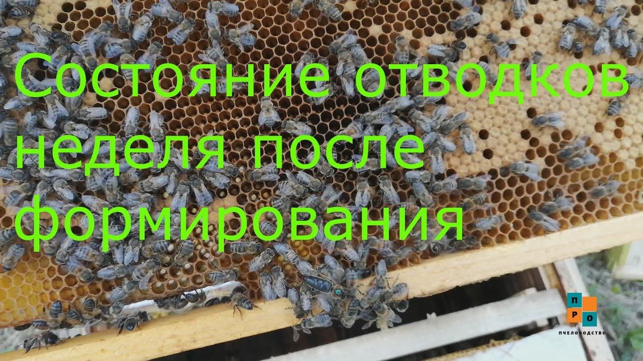 Состояние отводков через неделю, после формирования. Когда расширять? смотреть онлайн