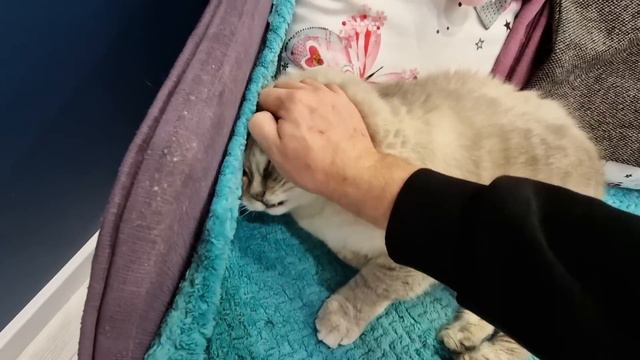 Почему Зина не взяла кольцо смотреть онлайн