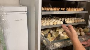Когда доставать цыплят/индюшат из инкубатора? Видео для начинающих.