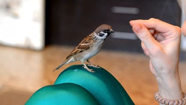 Воробей Джек. Ручной воробей/Jack the tame sparrow смотреть онлайн