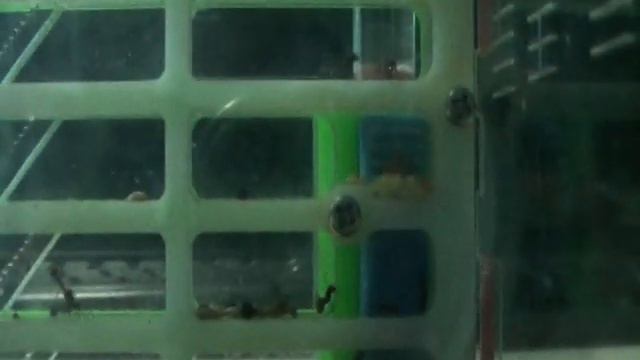 Странности у муравьев смотреть онлайн