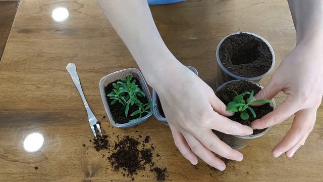 МИКСЫ ИЗ ПЕТУНИИ создаю с рассады. смотреть онлайн