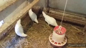 Куры Порода Леггорн/ Легорнам 4 месяца/Содержание и Питание Кур Несуше