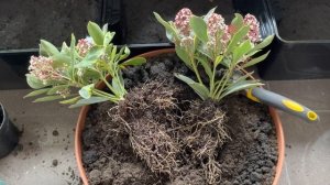 СЮРПРИЗ!!! 8 МАРТА! СКИММИЯ ЯПОНСКАЯ “PEROSA”,”RUBELLA”, ПИЕРИС ЯПОНСКИЙ “LITTLE GOLDY”?