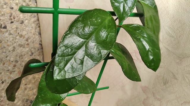 Хойя Бэнчой