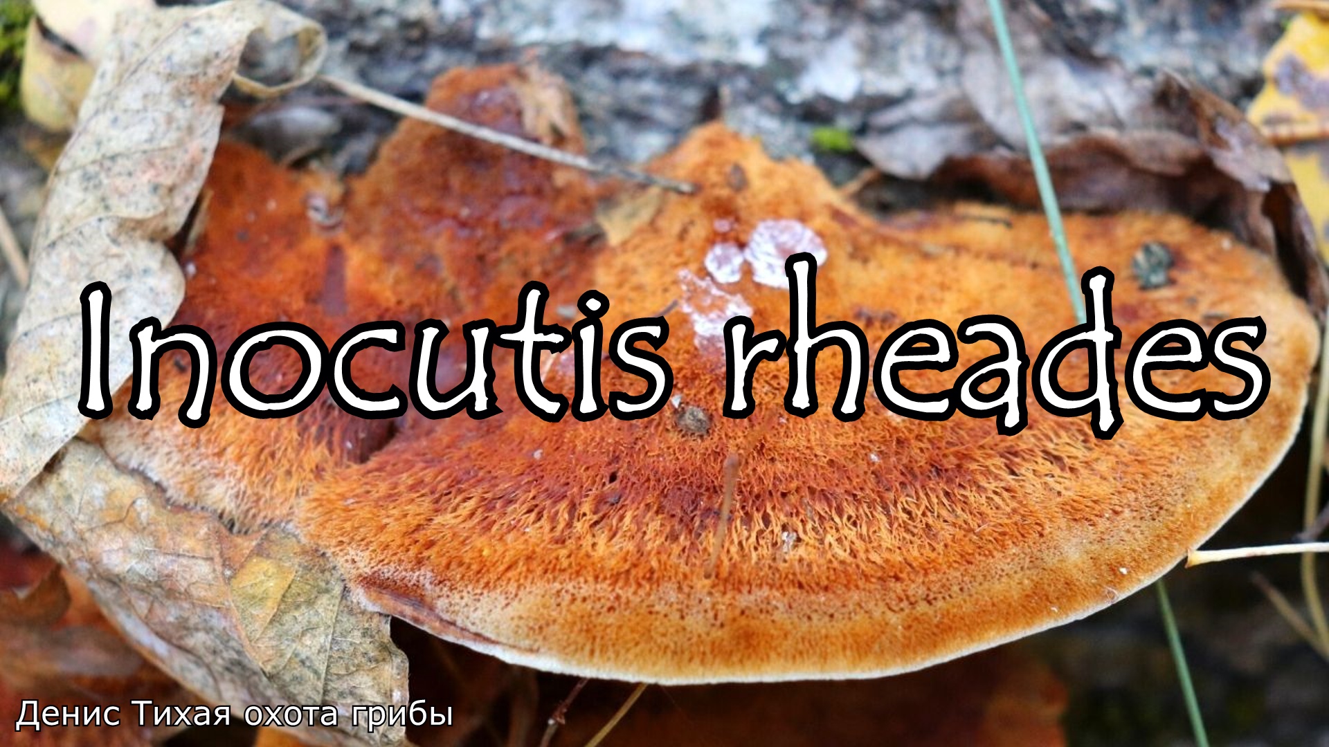 Трутовик лисий - лекарственные свойства | Inocutis rheades смотреть онлайн