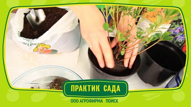 Как сохранить саженцы? смотреть онлайн