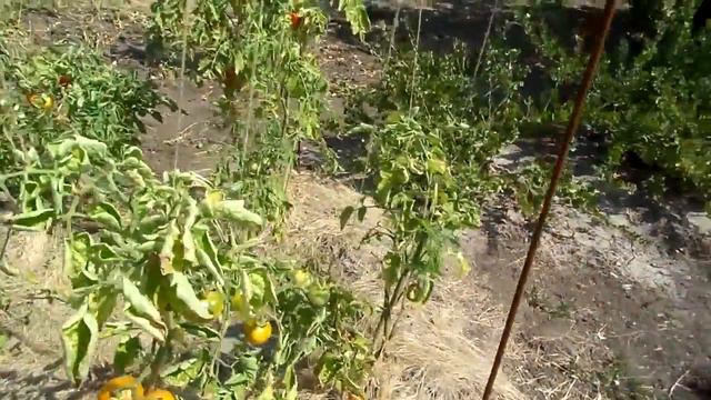 дача11 08 2014 смотреть онлайн