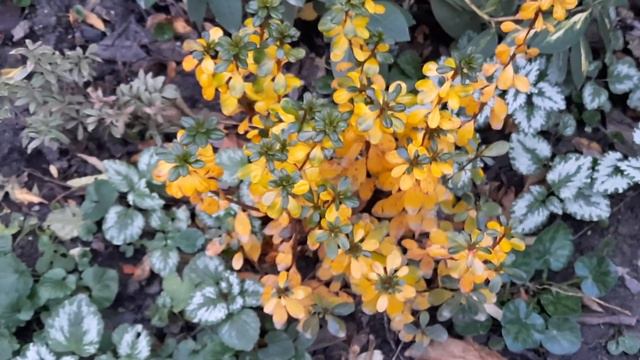 ЕЛЬ,РЫБКИ В ПРУДУ,АЗАЛИЯ МЕНЯЕТ ЦВЕТ ЛИСТЬЕВ,МАГНОЛИЯ,РОДОДЕНДРОН И ГУСЬ МАРТИН!!! смотреть онлайн