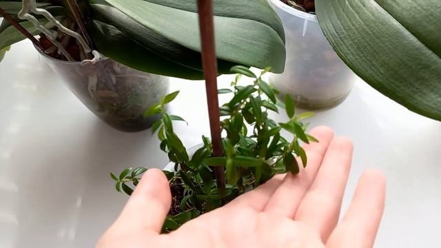 Комнатные растения в моей спальне март 2021 смотреть онлайн