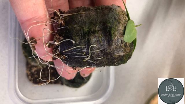 Эустома зацвела смотреть онлайн