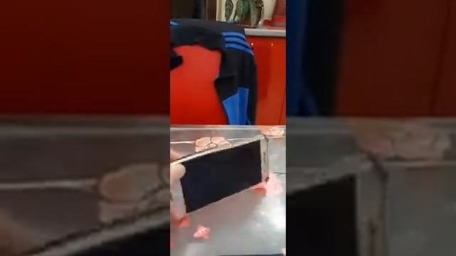 Купил новый телефон! Теперь будет много подсписчиков- поспищиков?? смотреть онлайн