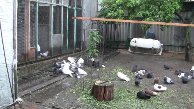 Поздравляю всех голубеводов и голубятников с днем пограничника... смотреть онлайн