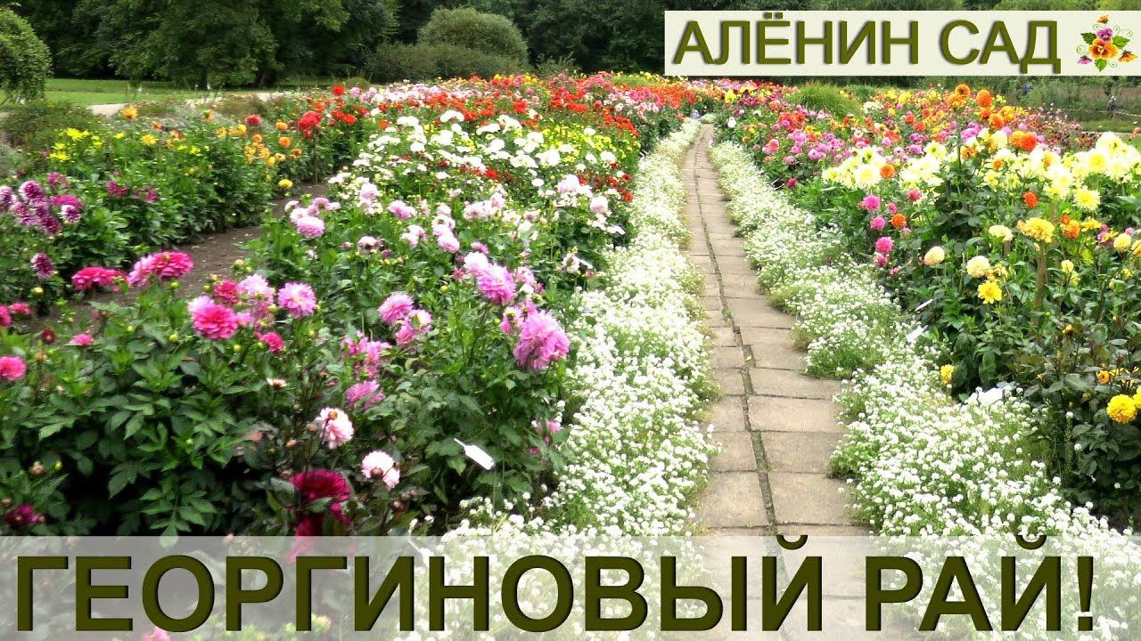 Георгиновый рай! / Коллекция георгин Латвийского университета смотреть онлайн