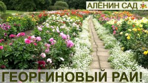 Георгиновый рай! / Коллекция георгин Латвийского университета