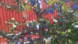 Секреты получения больших урожаев сливы Стенлей