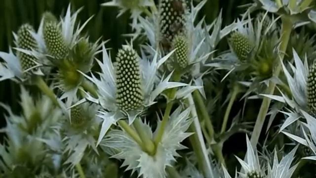 Эрингиум гигантский-красивая колючка.Консервируем глицерином. смотреть онлайн
