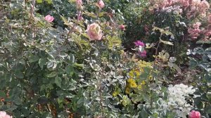 Роза Элизабет Стюарт.