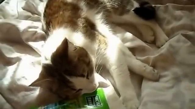 Печальная кисонька нежно сопит.. смотреть онлайн
