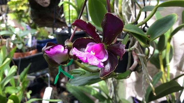 Цветение, развитие новых ростов и цветоносов Cattleya aclandiae смотреть онлайн