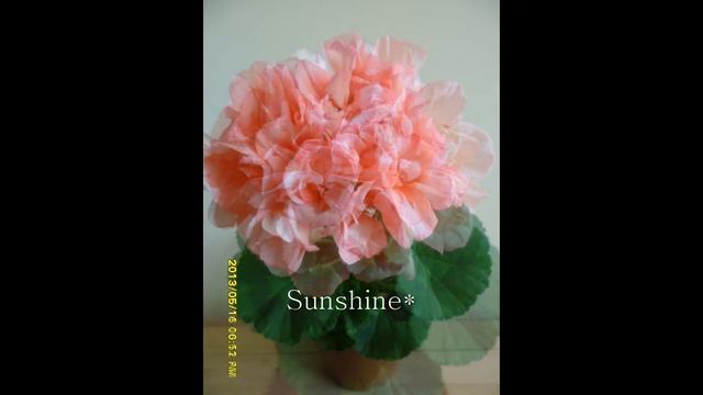 Pelargonium Bold Sunset смотреть онлайн