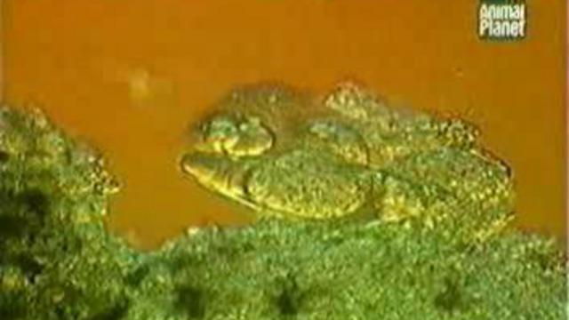 Паразиты Часть 3 смотреть онлайн