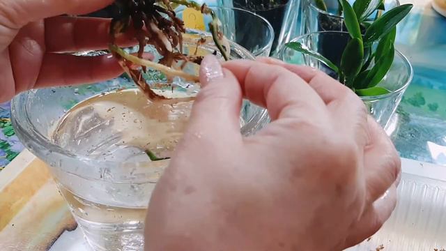 #Repotting#Cattleya#DIYPots 🌈C.Purpurata 'russeliana'# C.Forbesii冬日回暖來換盆(手作布丁自動吸水盆與樹枝外盆)🌷🍀 смотреть онлайн