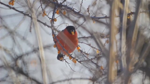 Футажи. Птицы. Снегирь_3 смотреть онлайн
