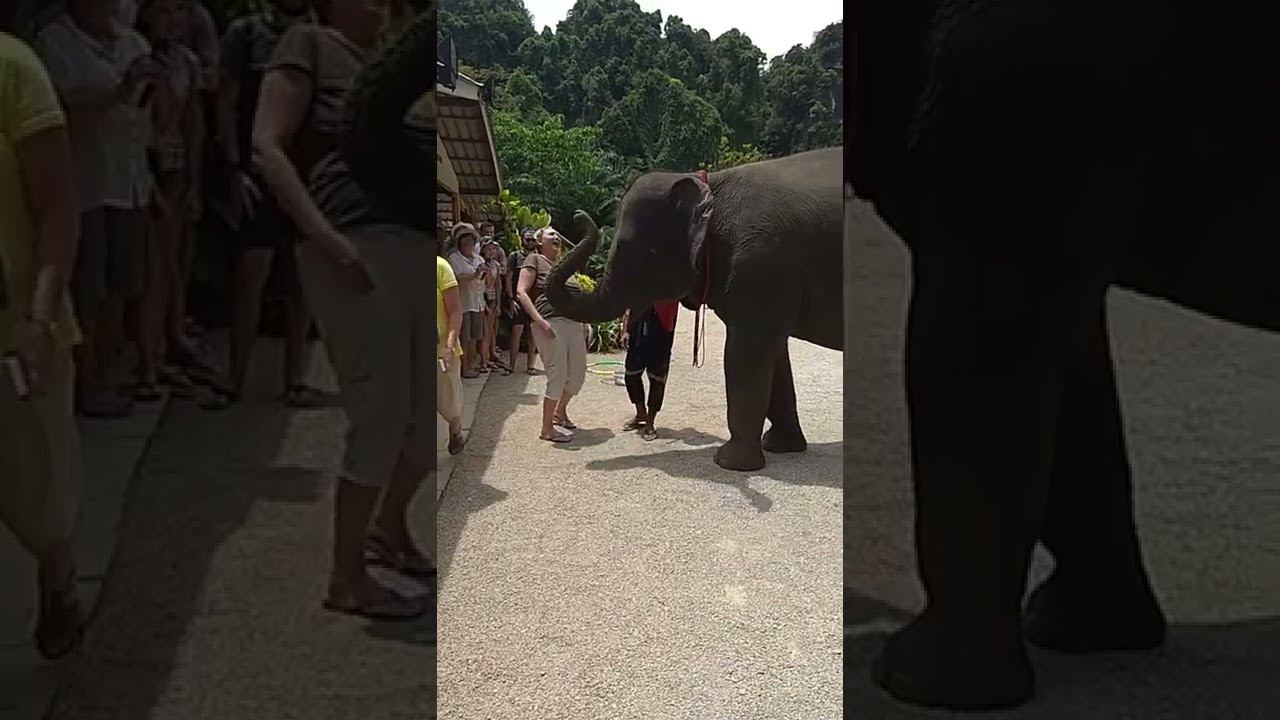 Как целуется слон смотреть онлайн